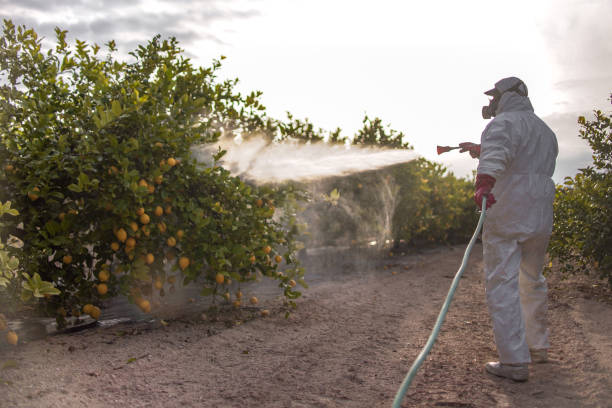 Wasp Removal Services in Shady Shores, TX